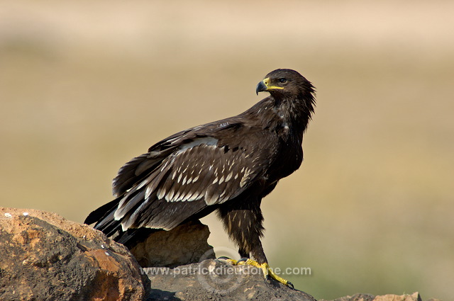Spotted Eagle (Aquila clanga) - Aigle criard 10616