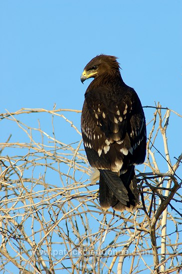 Spotted Eagle (Aquila clanga) - Aigle criard 10618