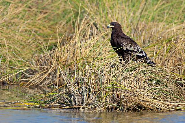 Spotted Eagle (Aquila clanga) - Aigle criard  10619