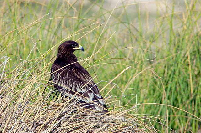 Spotted Eagle (Aquila clanga) - Aigle criard  10620