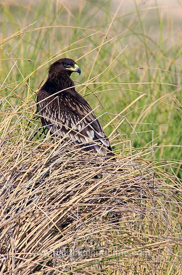 Spotted Eagle (Aquila clanga) - Aigle criard  10621