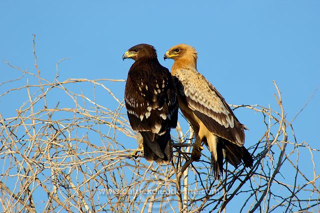 Spotted Eagle (Aquila clanga) - Aigle criard (10622)