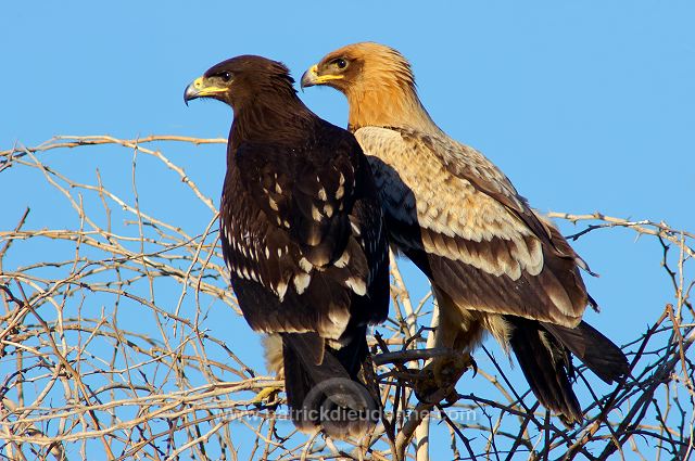 Spotted Eagle (Aquila clanga) - Aigle criard (10623)