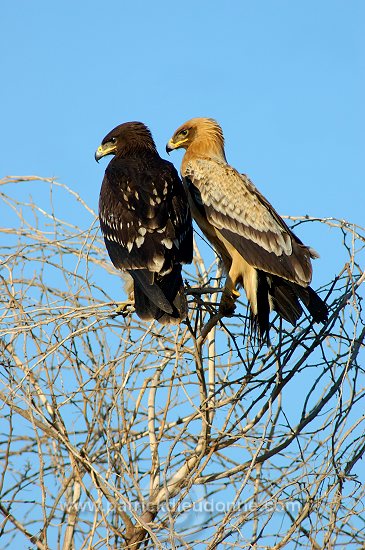 Spotted Eagle (Aquila clanga) - Aigle criard (10624)