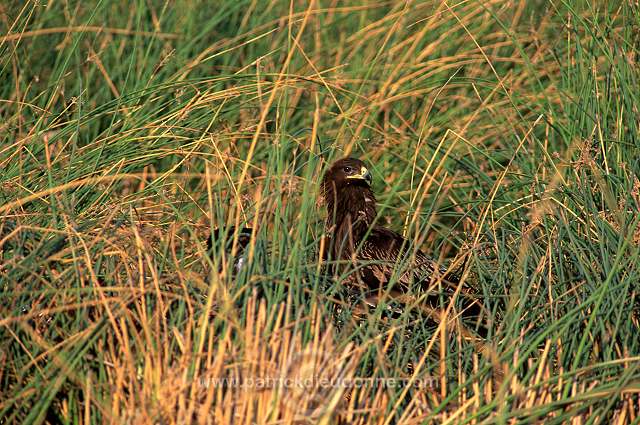 Spotted Eagle (Aquila clanga) - Aigle criard  10945