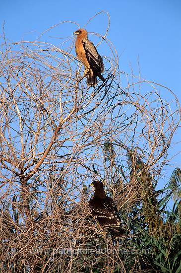Spotted Eagle (Aquila clanga) - Aigle criard (10944)