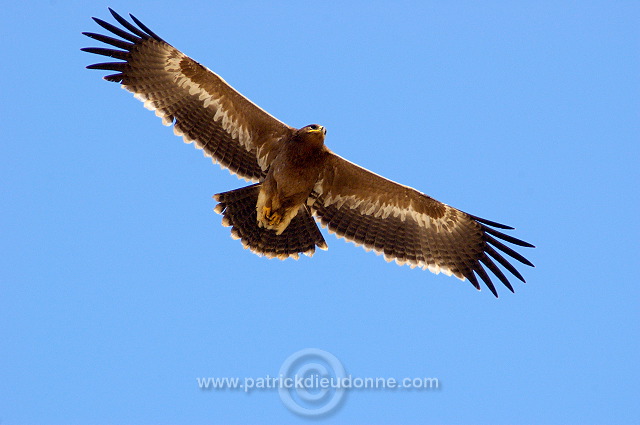 Steppe Eagle (Aquila nipalensis) - Aigle des Steppes (10625)