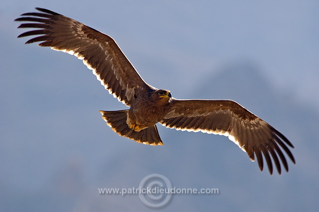 Steppe Eagle (Aquila nipalensis) - Aigle des Steppes (10626)