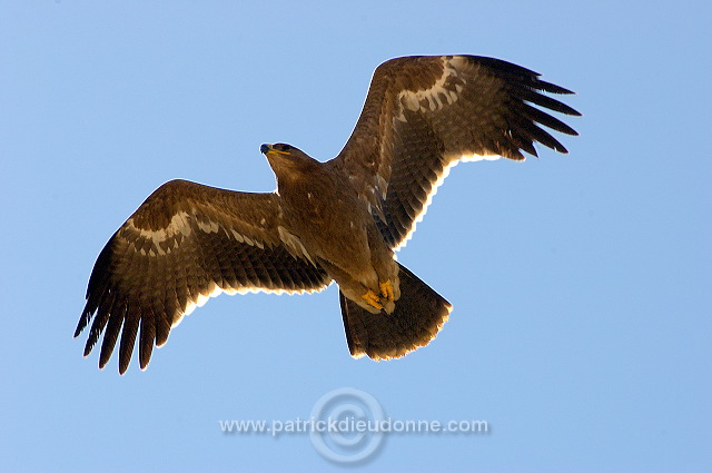 Steppe Eagle (Aquila nipalensis) - Aigle des Steppes (10627)