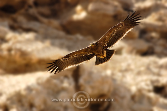 Steppe Eagle (Aquila nipalensis) - Aigle des Steppes (10629)