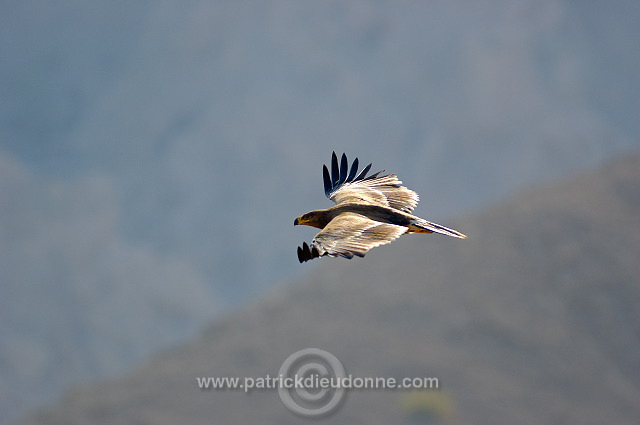 Steppe Eagle (Aquila nipalensis) - Aigle des Steppes (10630)