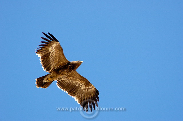 Steppe Eagle (Aquila nipalensis) - Aigle des Steppes (10631)