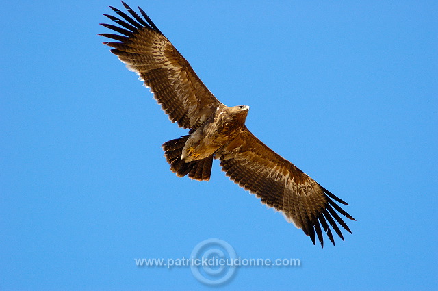 Steppe Eagle (Aquila nipalensis) - Aigle des Steppes (10632)