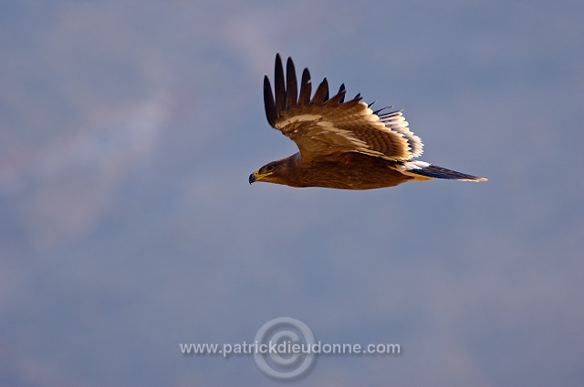 Steppe Eagle (Aquila nipalensis) - Aigle des Steppes (10633)