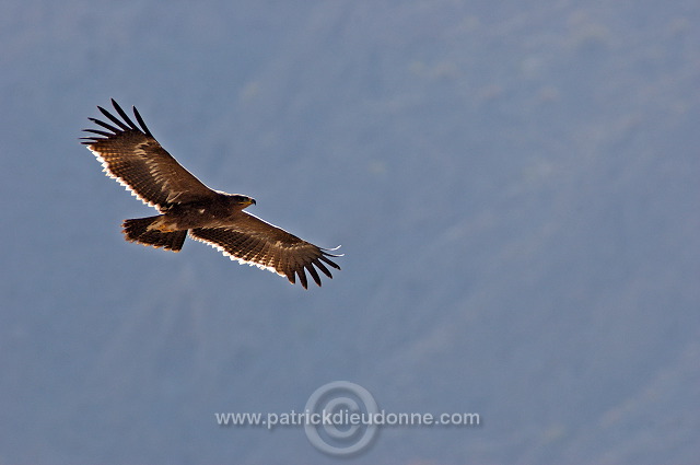 Steppe Eagle (Aquila nipalensis) - Aigle des Steppes (10634)