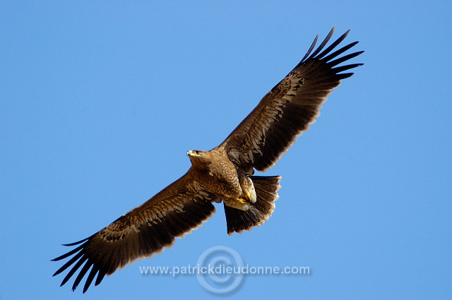 Steppe Eagle (Aquila nipalensis) - Aigle des Steppes (10638)
