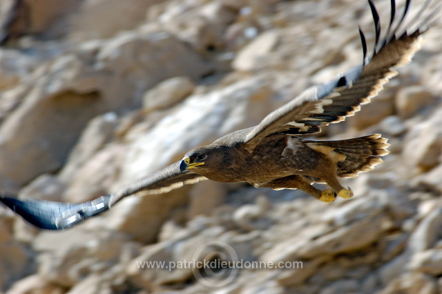 Steppe Eagle (Aquila nipalensis) - Aigle des Steppes (10639)