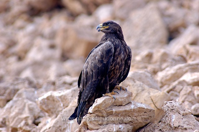 Steppe Eagle (Aquila nipalensis) - Aigle des Steppes (10641)