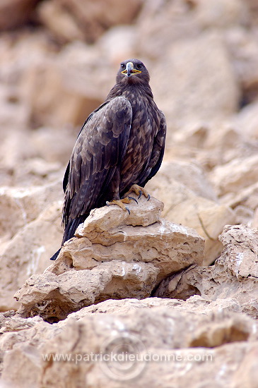 Steppe Eagle (Aquila nipalensis) - Aigle des Steppes (10642)