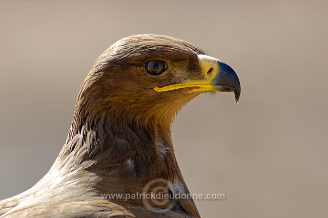 Steppe Eagle (Aquila nipalensis) - Aigle des Steppes (10643)
