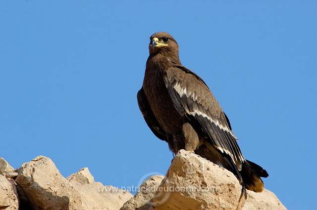 Steppe Eagle (Aquila nipalensis) - Aigle des Steppes (10644)