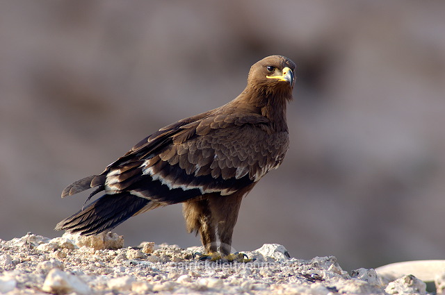 Steppe Eagle (Aquila nipalensis) - Aigle des Steppes (10645)