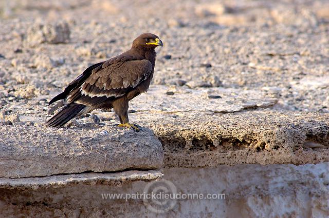 Steppe Eagle (Aquila nipalensis) - Aigle des Steppes (10646)