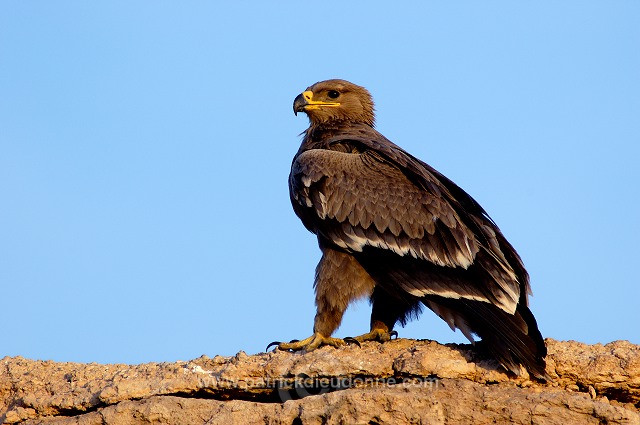 Steppe Eagle (Aquila nipalensis) - Aigle des Steppes (10648)