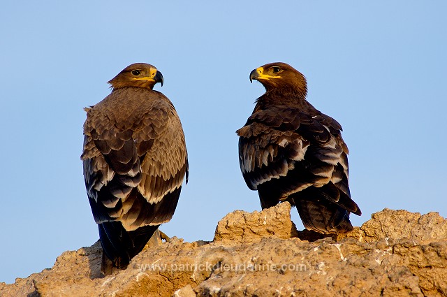 Steppe Eagle (Aquila nipalensis) - Aigle des Steppes (10649)