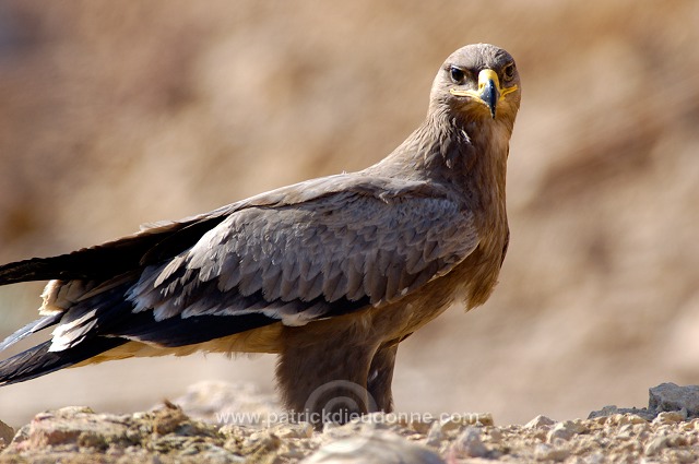 Steppe Eagle (Aquila nipalensis) - Aigle des Steppes (10650)