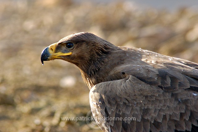 Steppe Eagle (Aquila nipalensis) - Aigle des Steppes (10651)