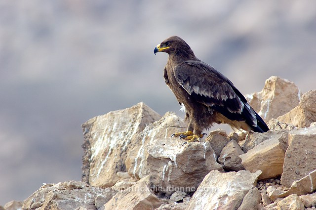 Steppe Eagle (Aquila nipalensis) - Aigle des Steppes (10652)