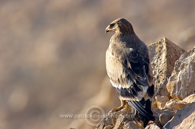 Steppe Eagle (Aquila nipalensis) - Aigle des Steppes (10653)