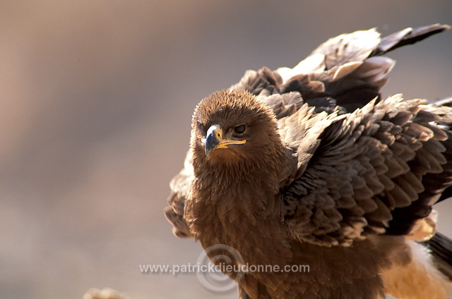 Steppe Eagle (Aquila nipalensis) - Aigle des Steppes (10946)