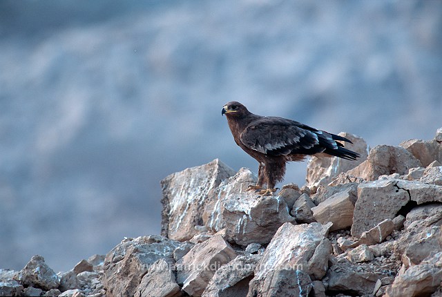 Steppe Eagle (Aquila nipalensis) - Aigle des Steppes (10947)