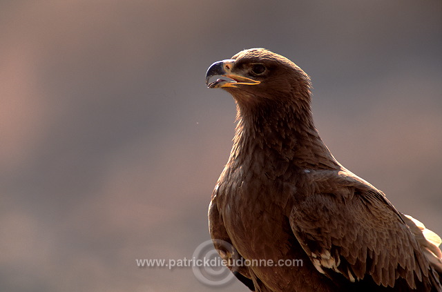 Steppe Eagle (Aquila nipalensis) - Aigle des Steppes (10950)