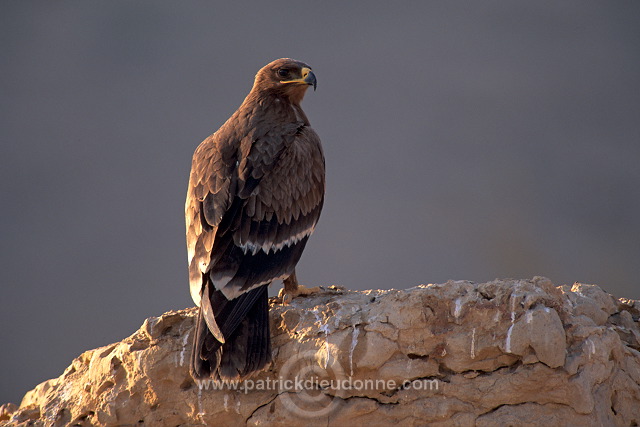 Steppe Eagle (Aquila nipalensis) - Aigle des Steppes (10952)