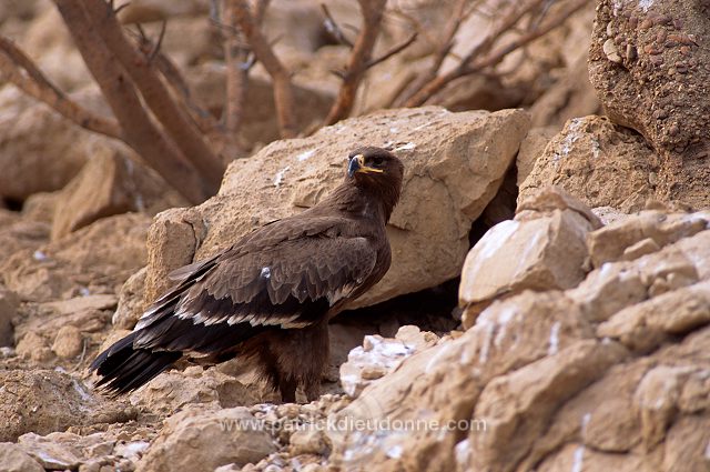 Steppe Eagle (Aquila nipalensis) - Aigle des Steppes (10953)