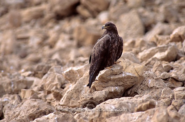 Steppe Eagle (Aquila nipalensis) - Aigle des Steppes (10954)