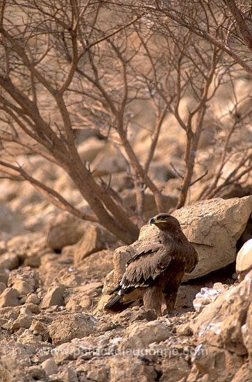 Steppe Eagle (Aquila nipalensis) - Aigle des Steppes (10956)