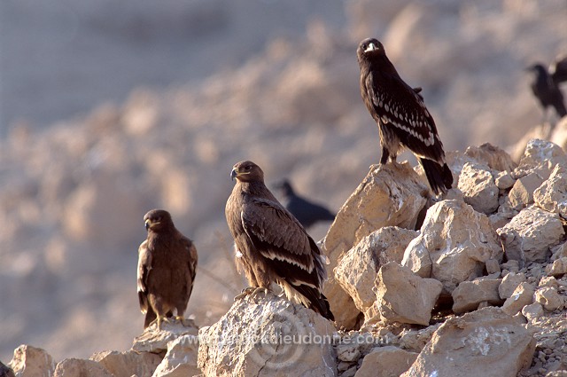 Steppe Eagle (Aquila nipalensis) - Aigle des Steppes (10958)