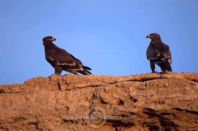 Steppe Eagle (Aquila nipalensis) - Aigle des Steppes (10959)