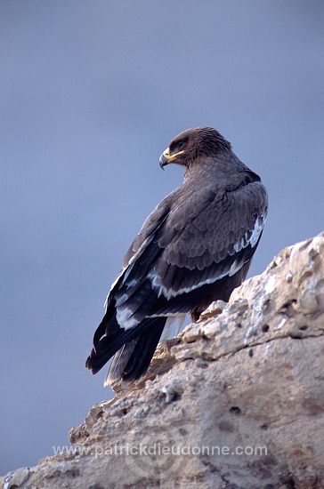 Steppe Eagle (Aquila nipalensis) - Aigle des Steppes (10962)