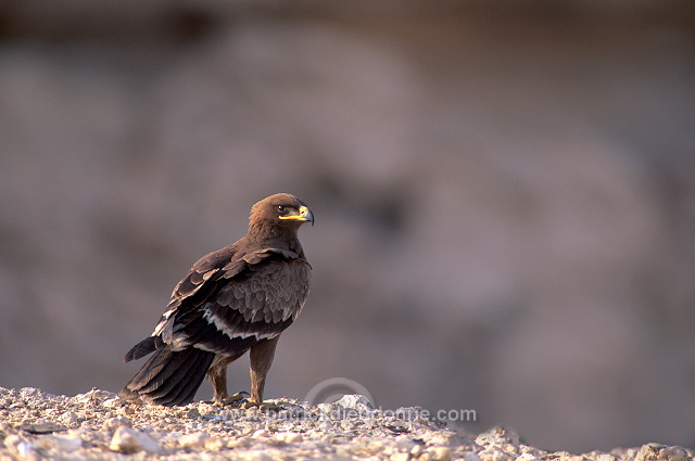Steppe Eagle (Aquila nipalensis) - Aigle des Steppes (10965)