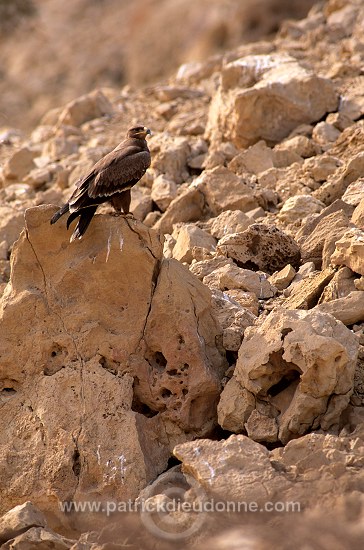 Steppe Eagle (Aquila nipalensis) - Aigle des Steppes (10966)