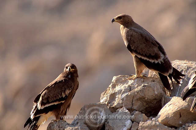 Steppe Eagle (Aquila nipalensis) - Aigle des Steppes (10973)