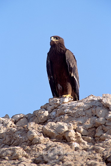Steppe Eagle (Aquila nipalensis) - Aigle des Steppes (10975)
