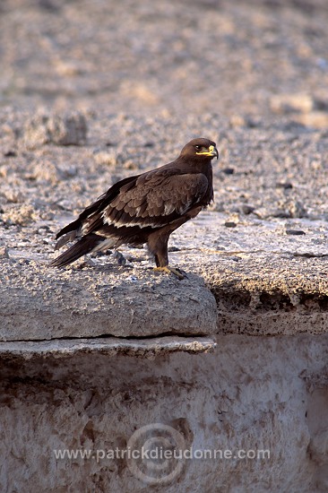 Steppe Eagle (Aquila nipalensis) - Aigle des Steppes (10977)