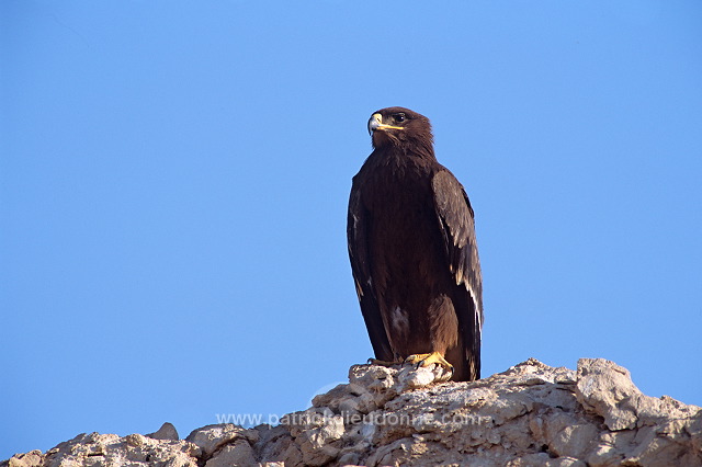 Steppe Eagle (Aquila nipalensis) - Aigle des Steppes (10979)