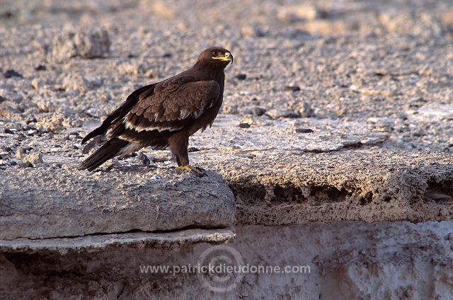 Steppe Eagle (Aquila nipalensis) - Aigle des Steppes (10981)
